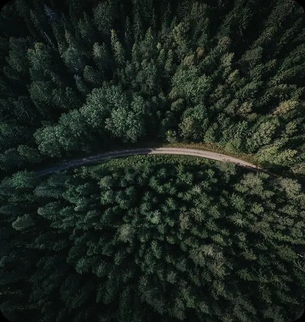 Aerial view of forest with winding road